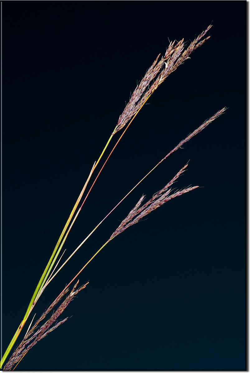 Big Blue Stem