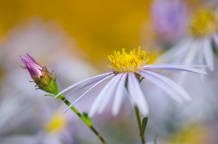 asters