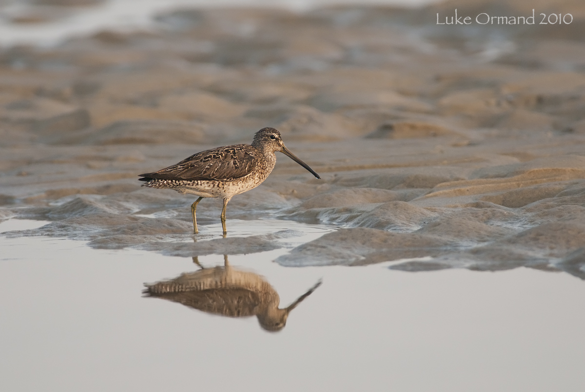 SB Dowitcher