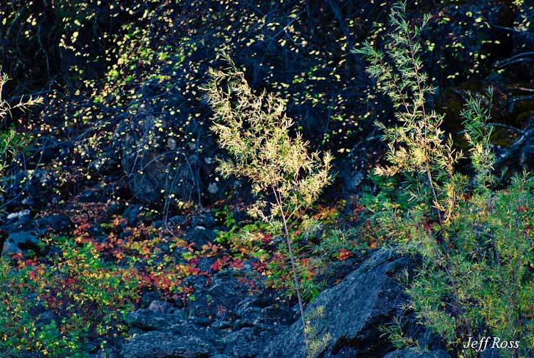 Blackfoot Color