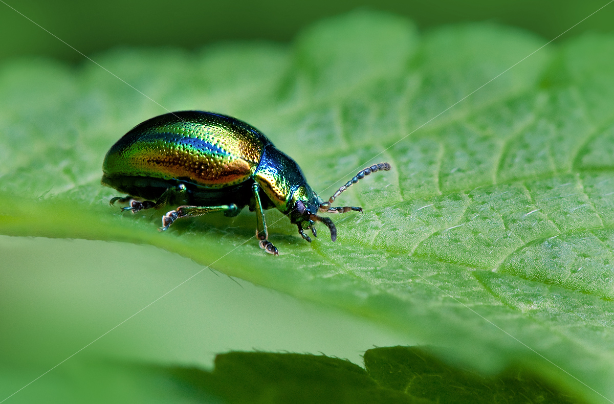 Common beetle