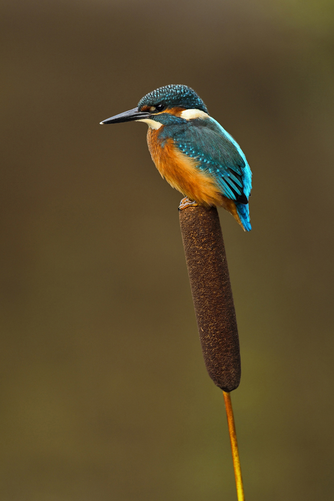 Kingfisher
