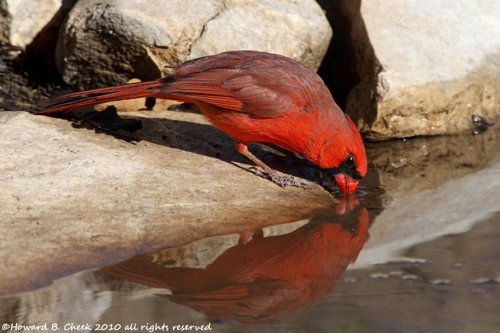 Reflected Drinker