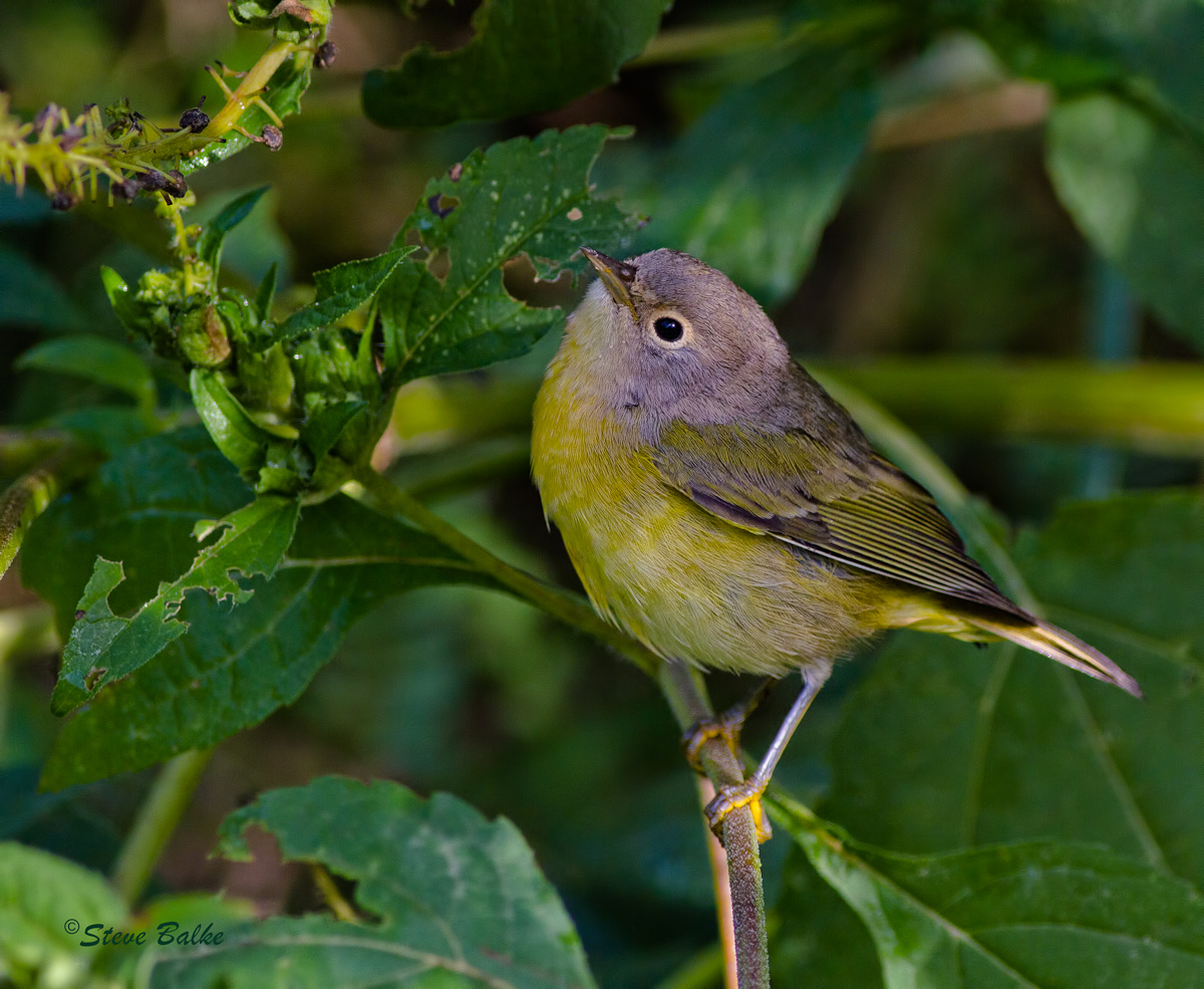Nashville Warbler