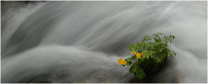 Yellow Flowers