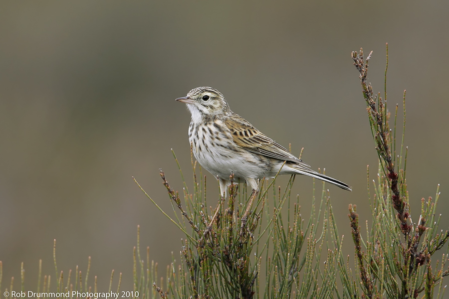 Australian Pipit #2