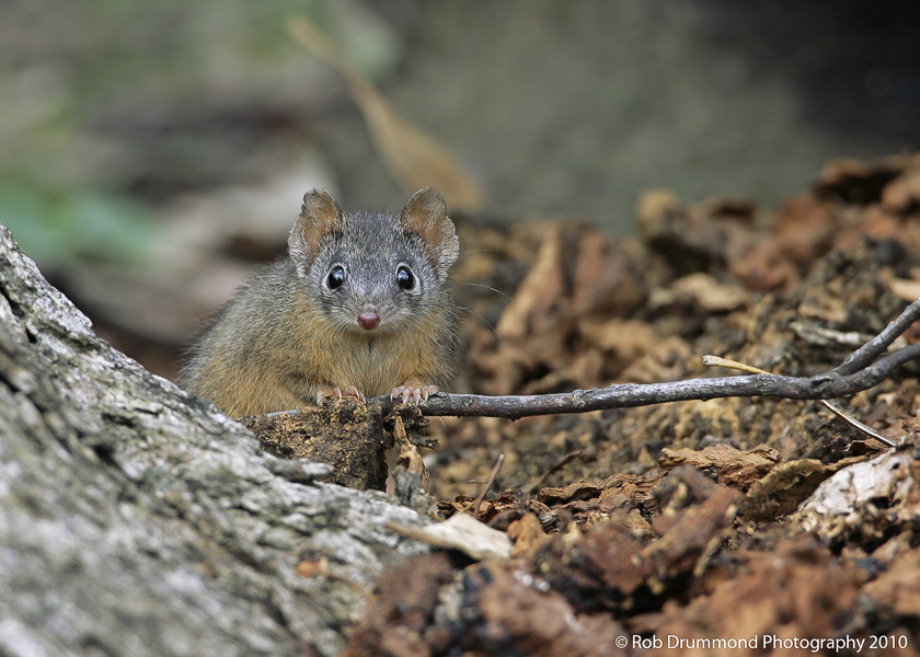 Antechinus