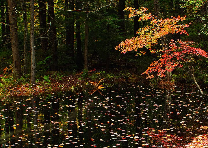 Dropped leaves