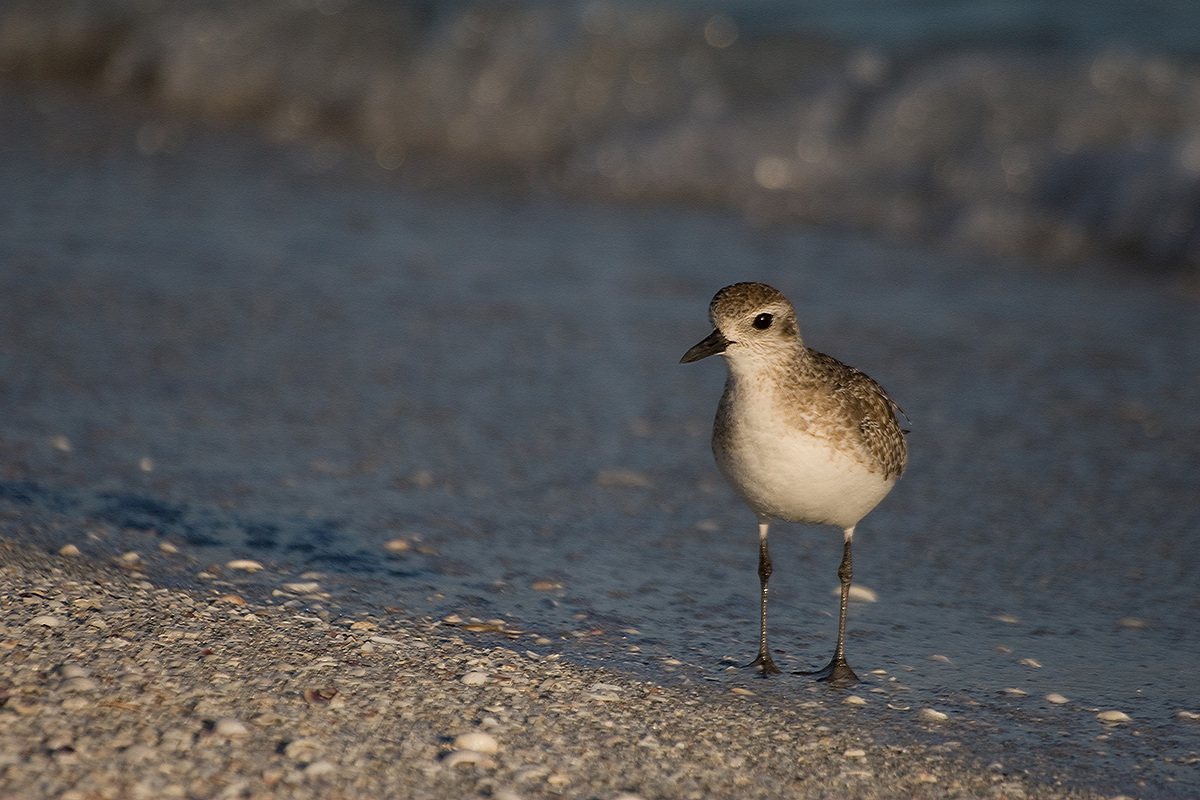 Black-belled Plover