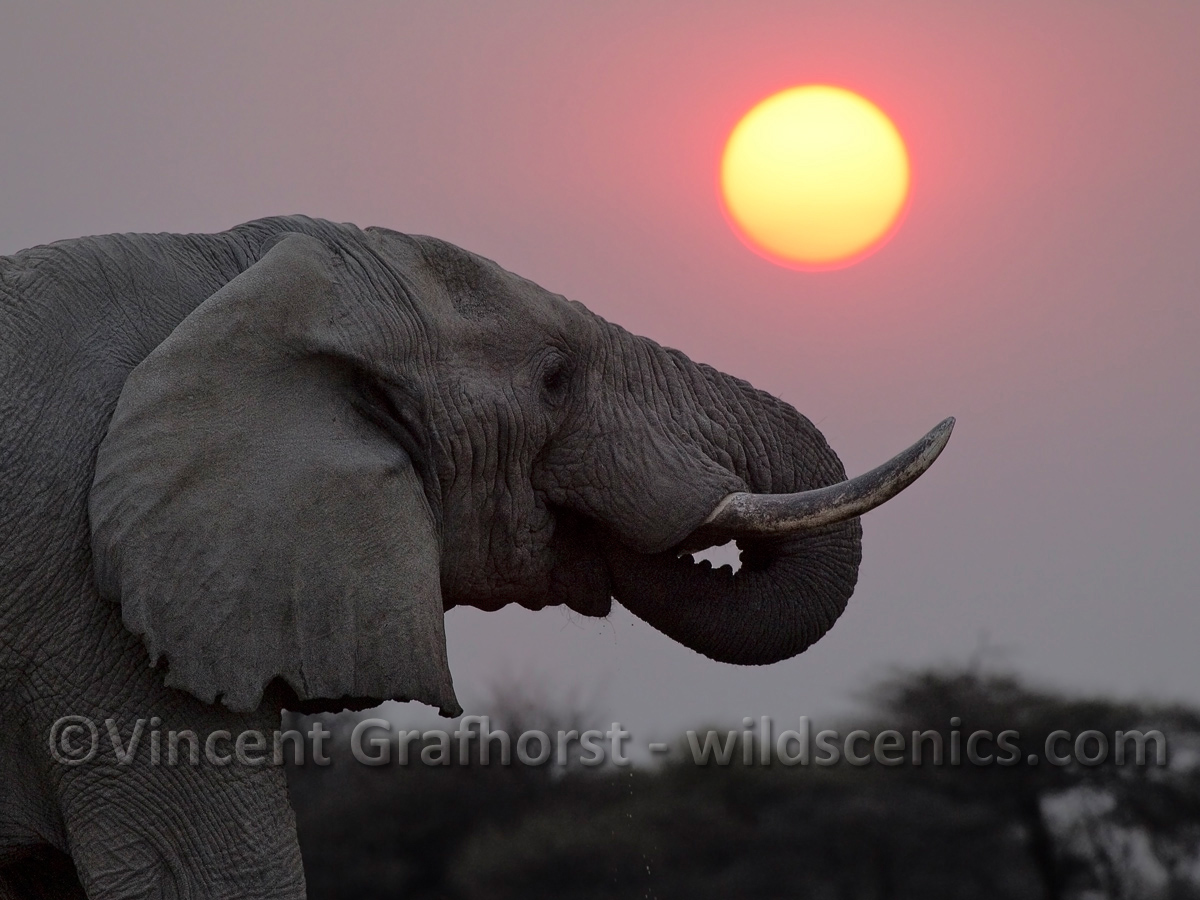 Another African Icon