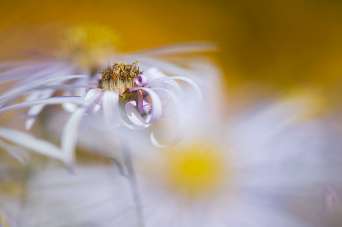Asters-2