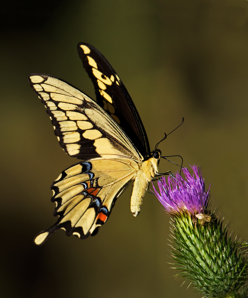 Thistle II