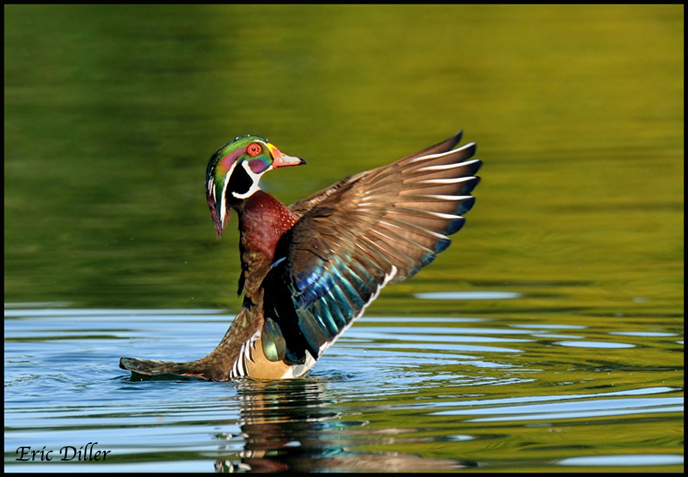 Wood Duck.......