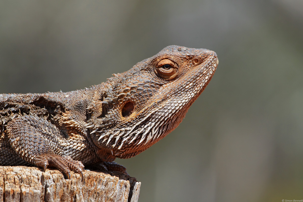 Central Bearded Dragon