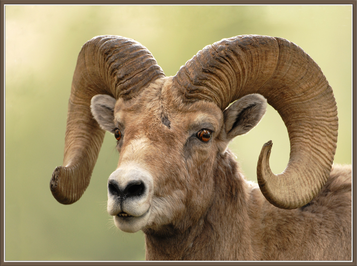 BH Ram