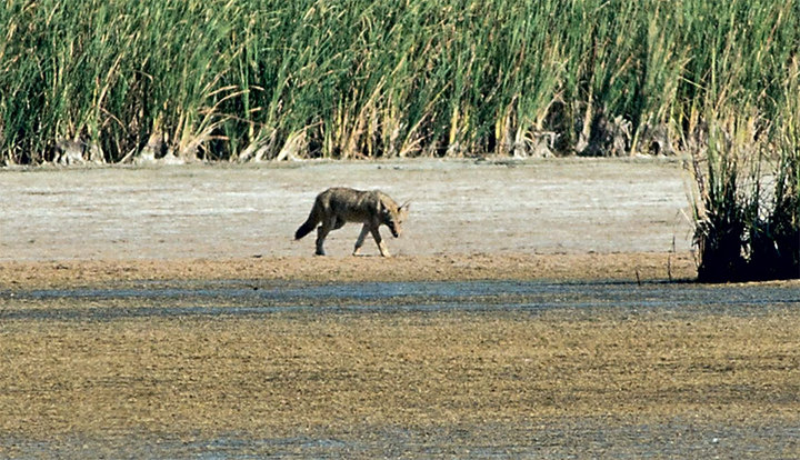 Coyote