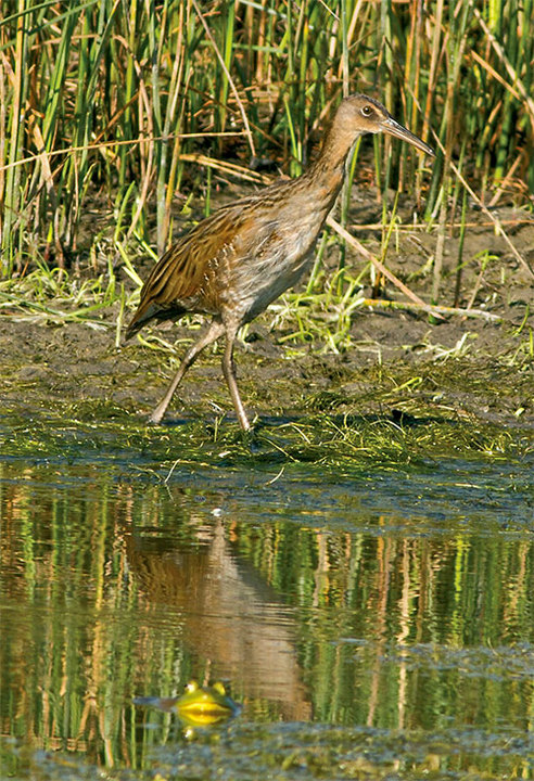 King Rail