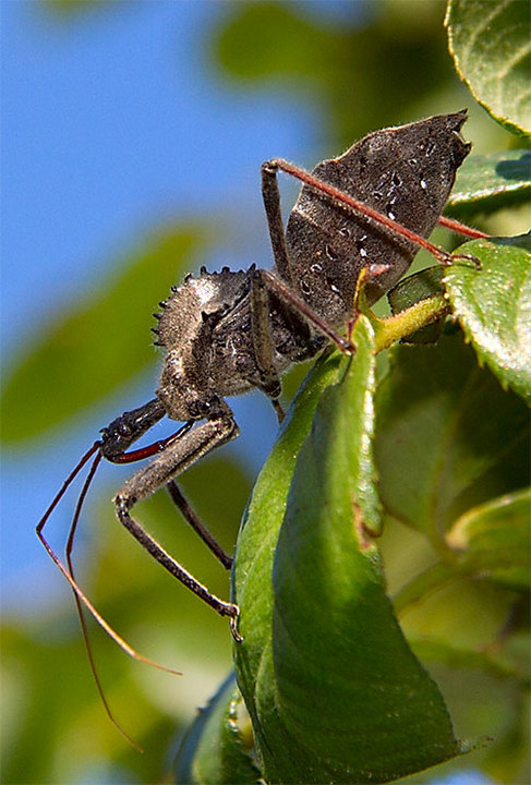 Assassin Bug