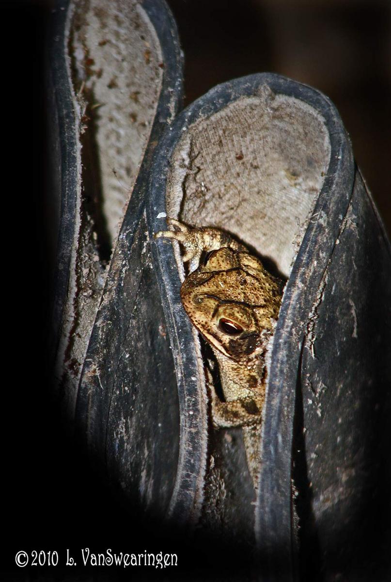Jack In The Boot