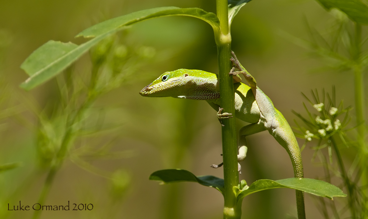 Green Anole