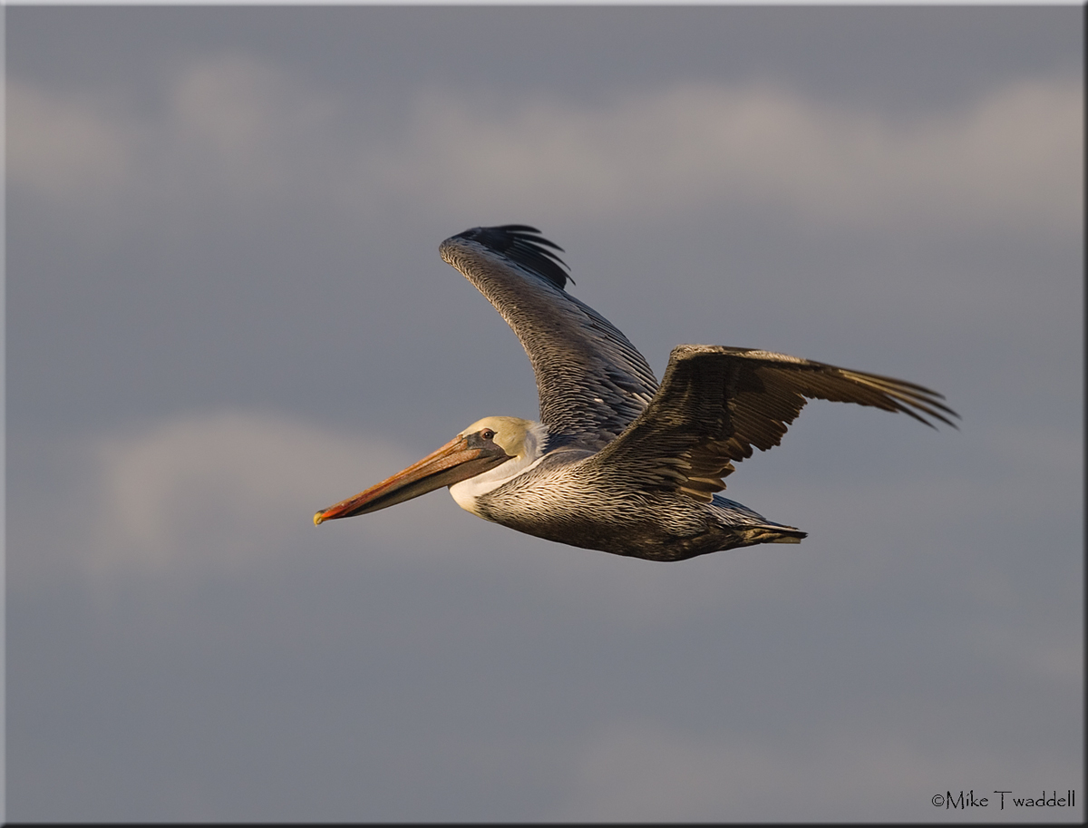 Brown Pelican 