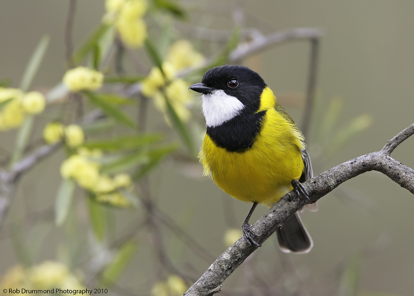 Golden Whistler