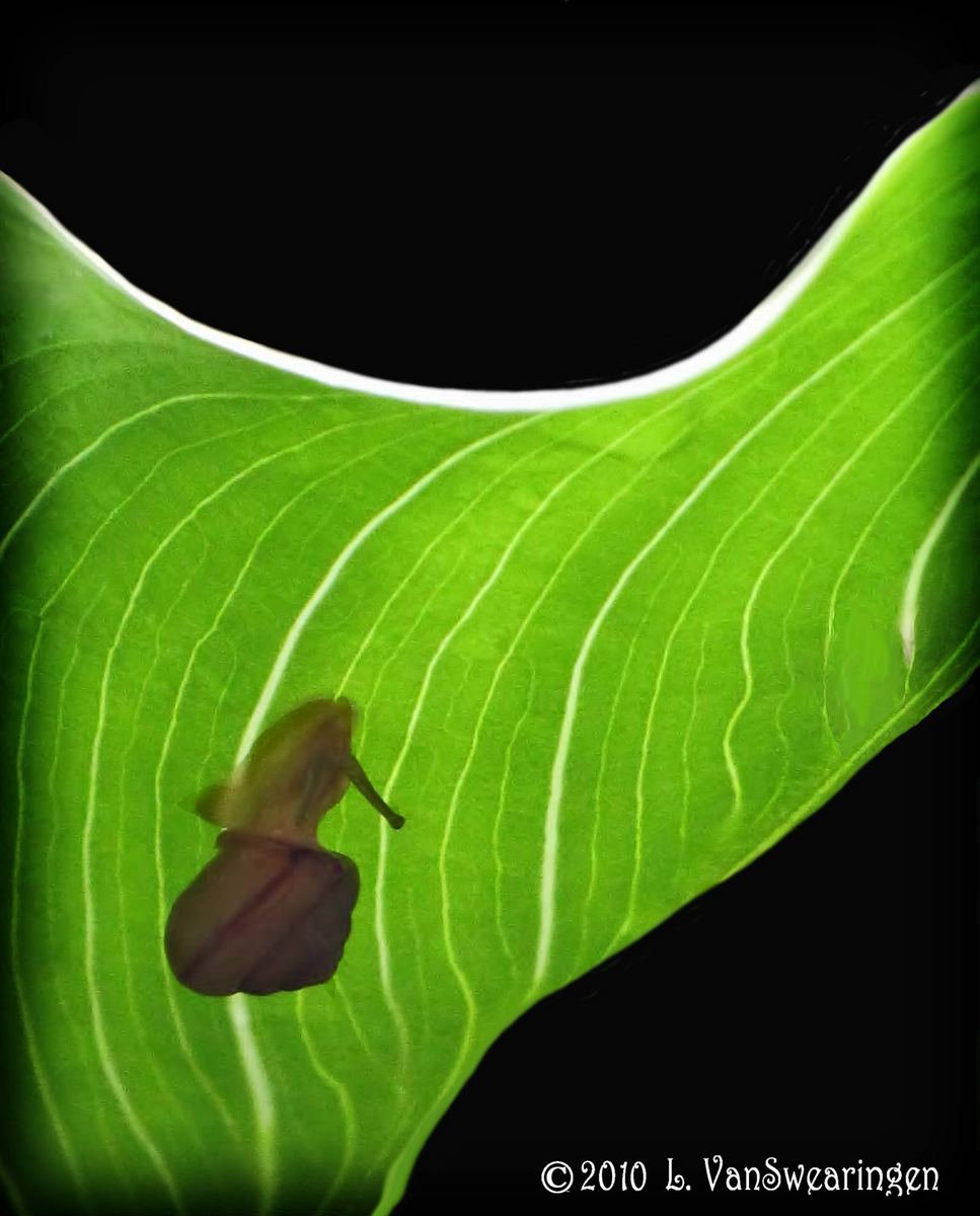 Nature's Curves