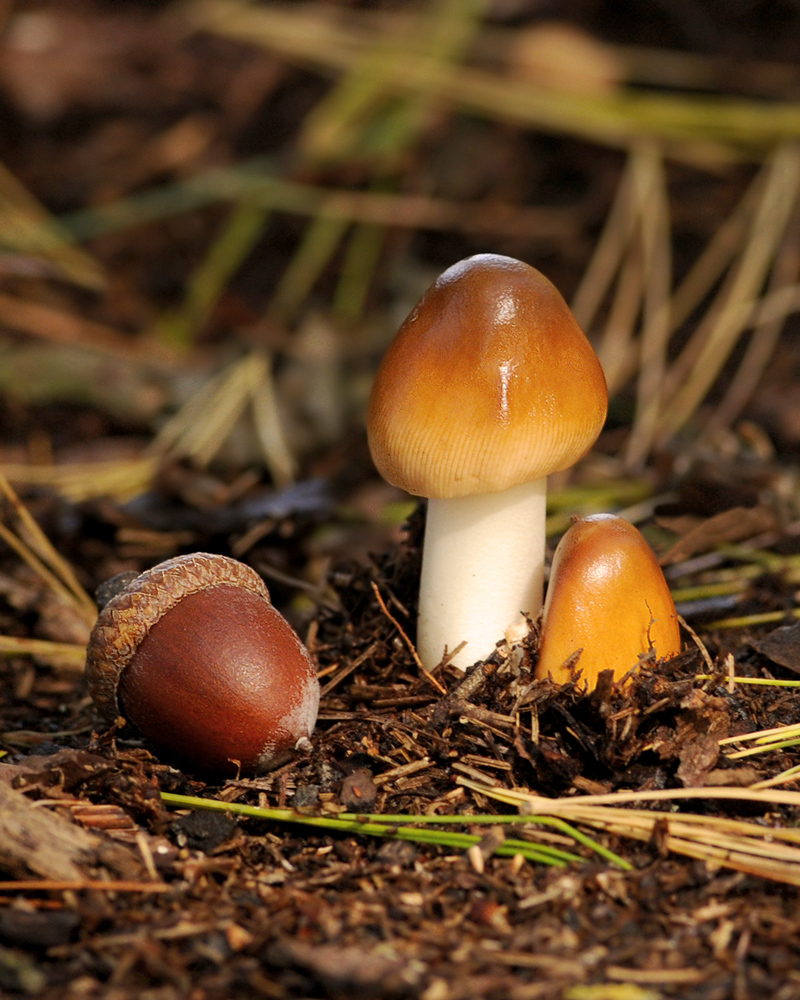 Signs of Fall