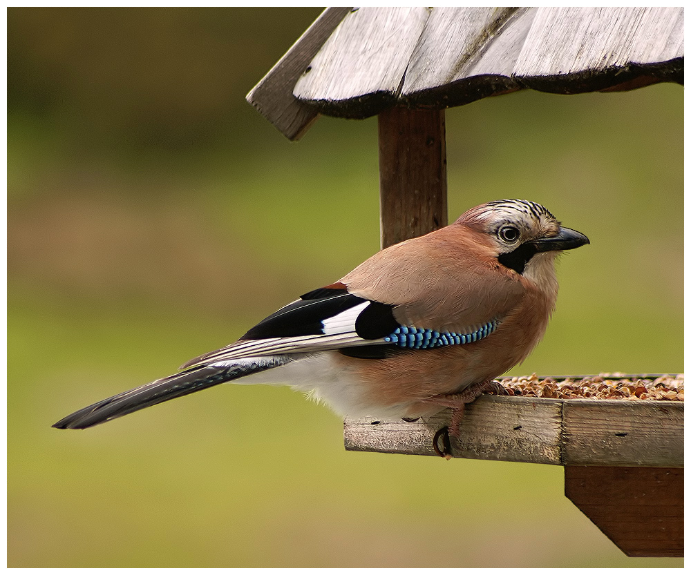 Jay 