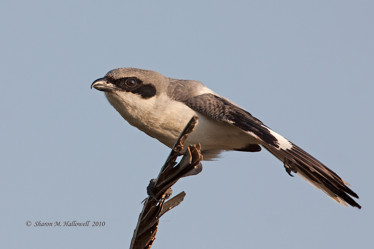 Loggerhead Shrike