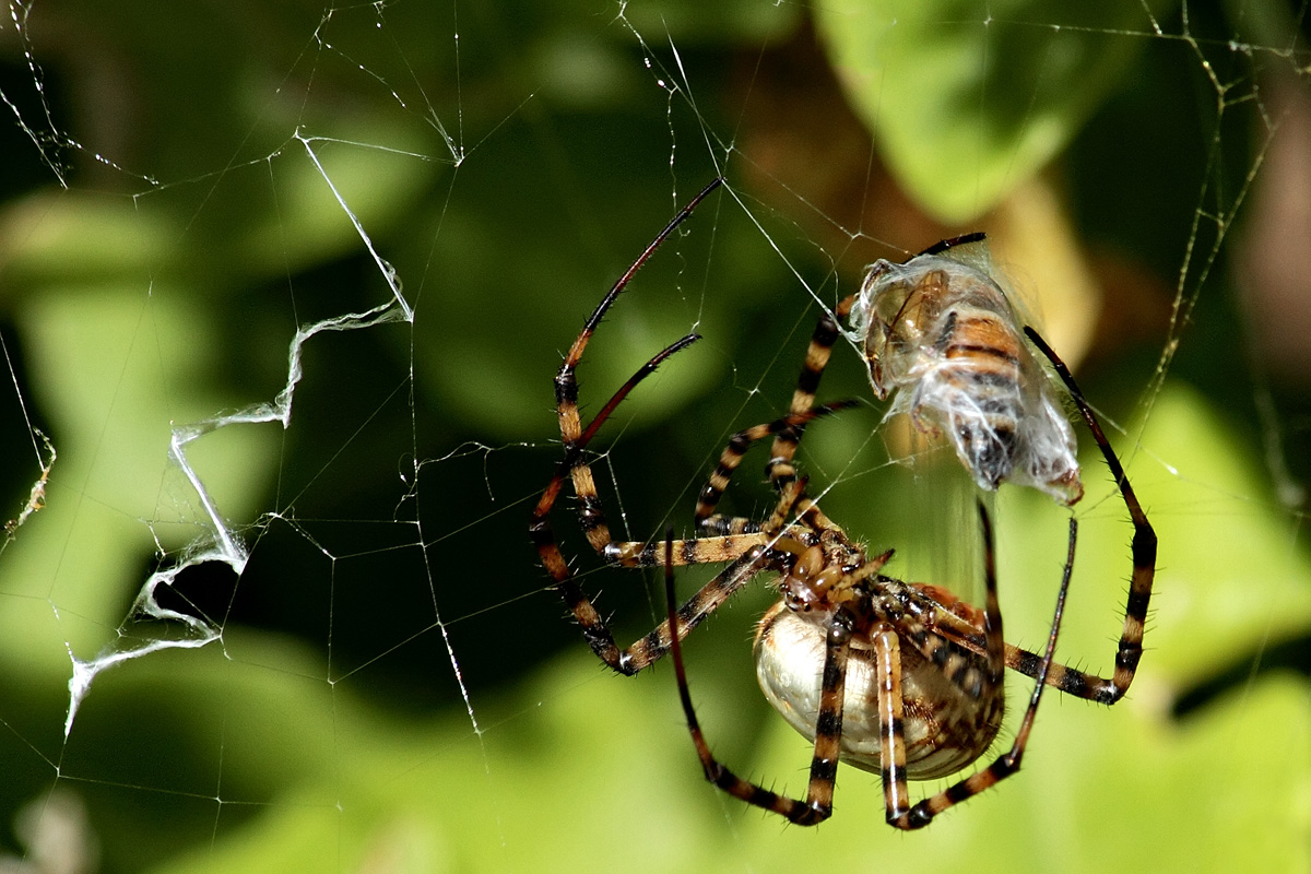 Spider and prey