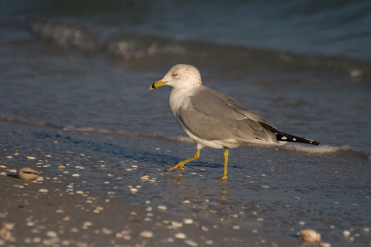 Ring-billed Gull