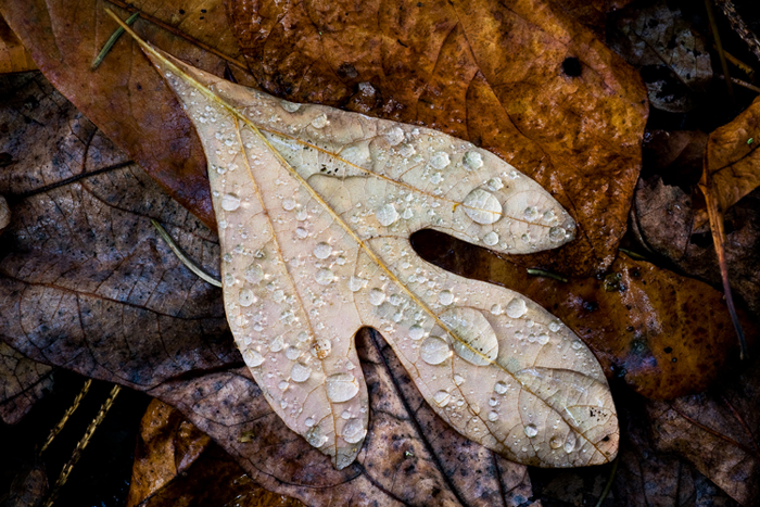 After the Rain