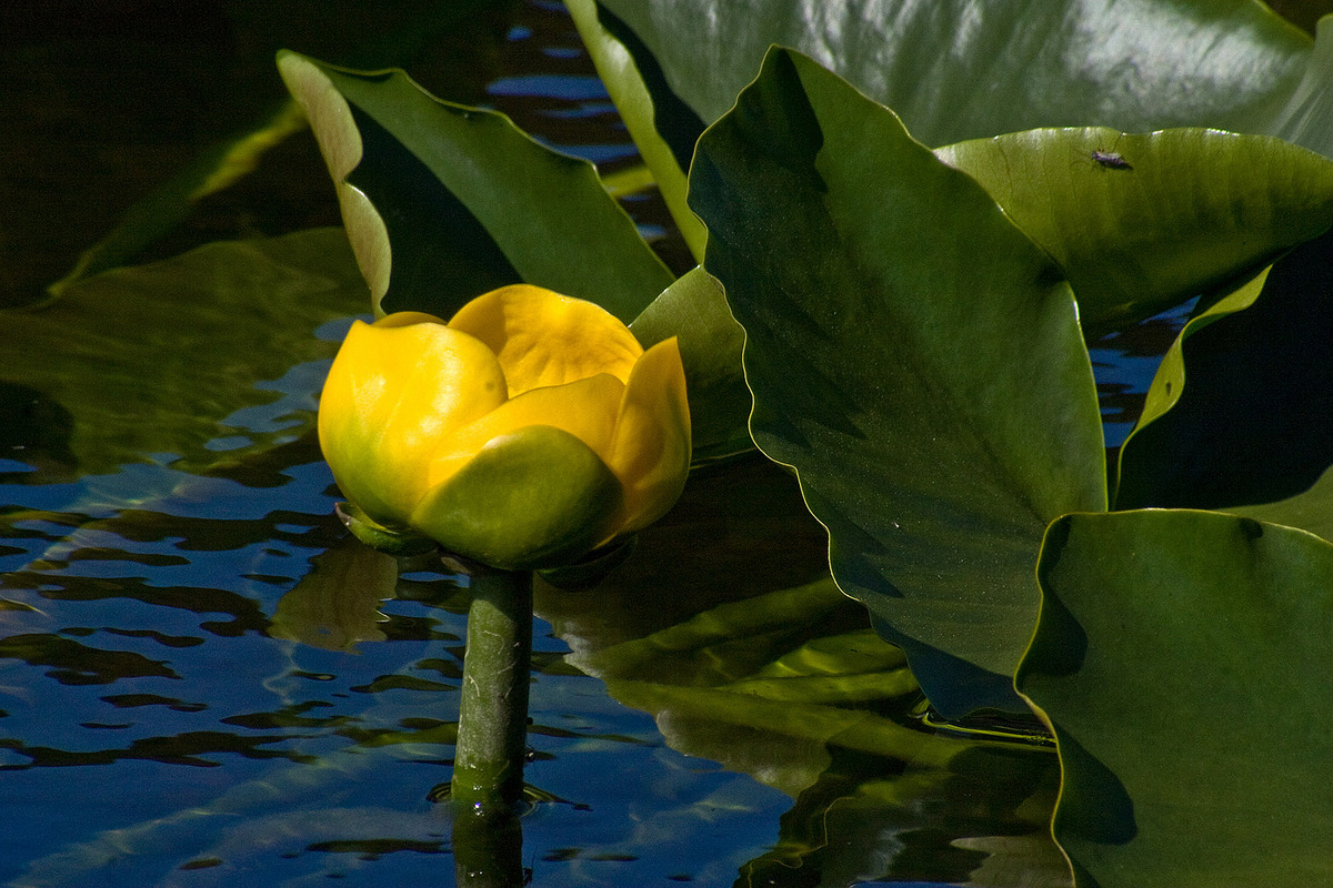 Water Plant