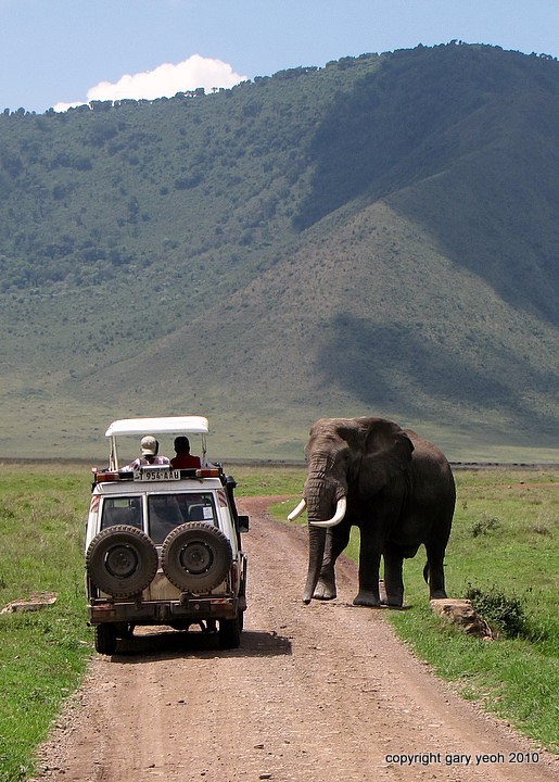 Elephant vs safari truck