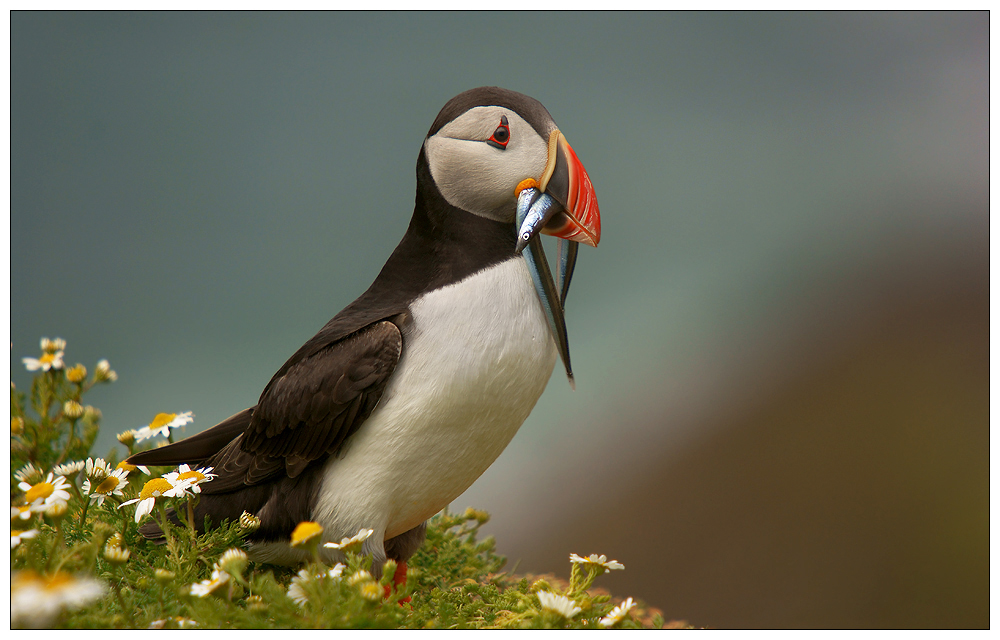 Puffin with eels
