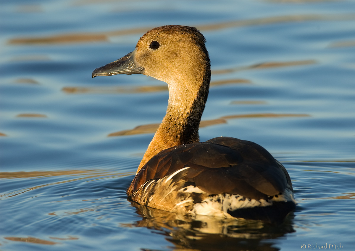 Fulvous Whistling-Duck
