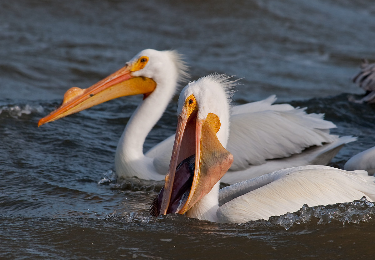 White Pelicans and Fish