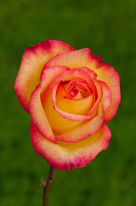 Two tone Rose