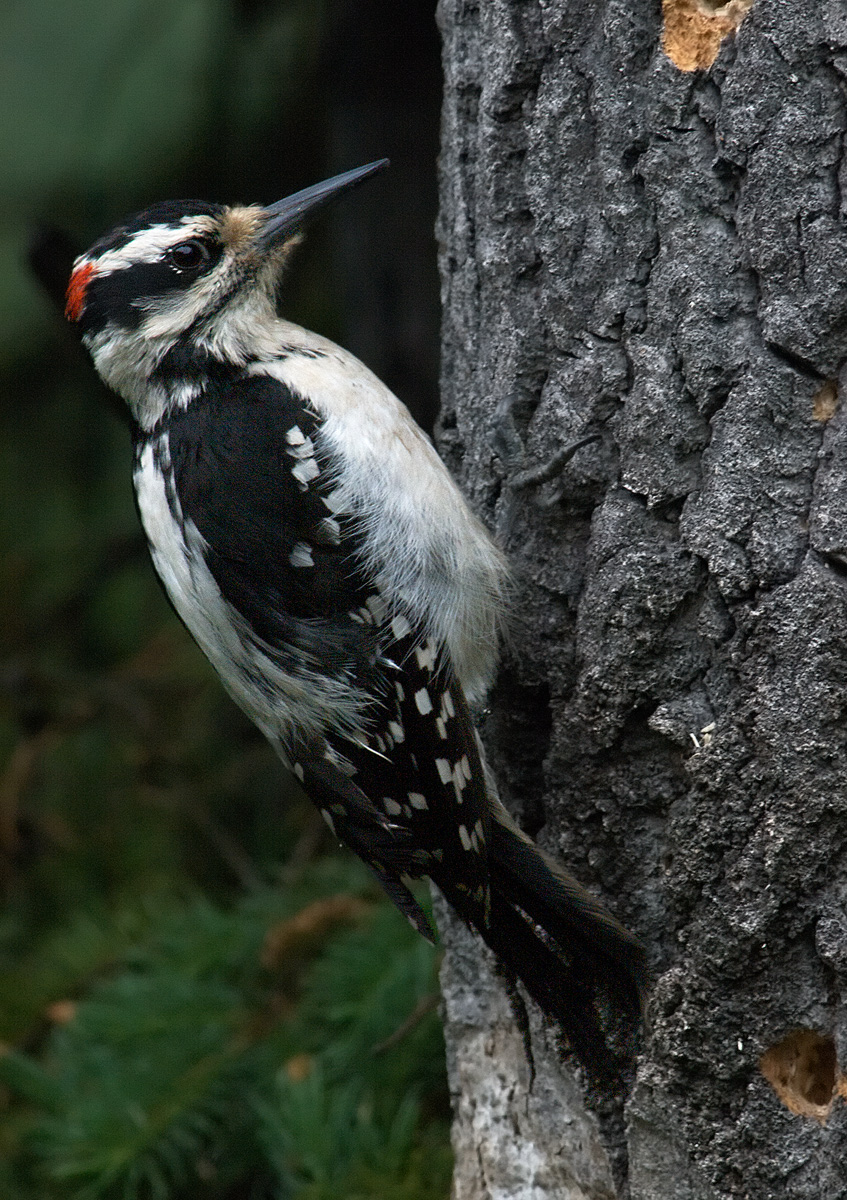 Hairy Woodpecker