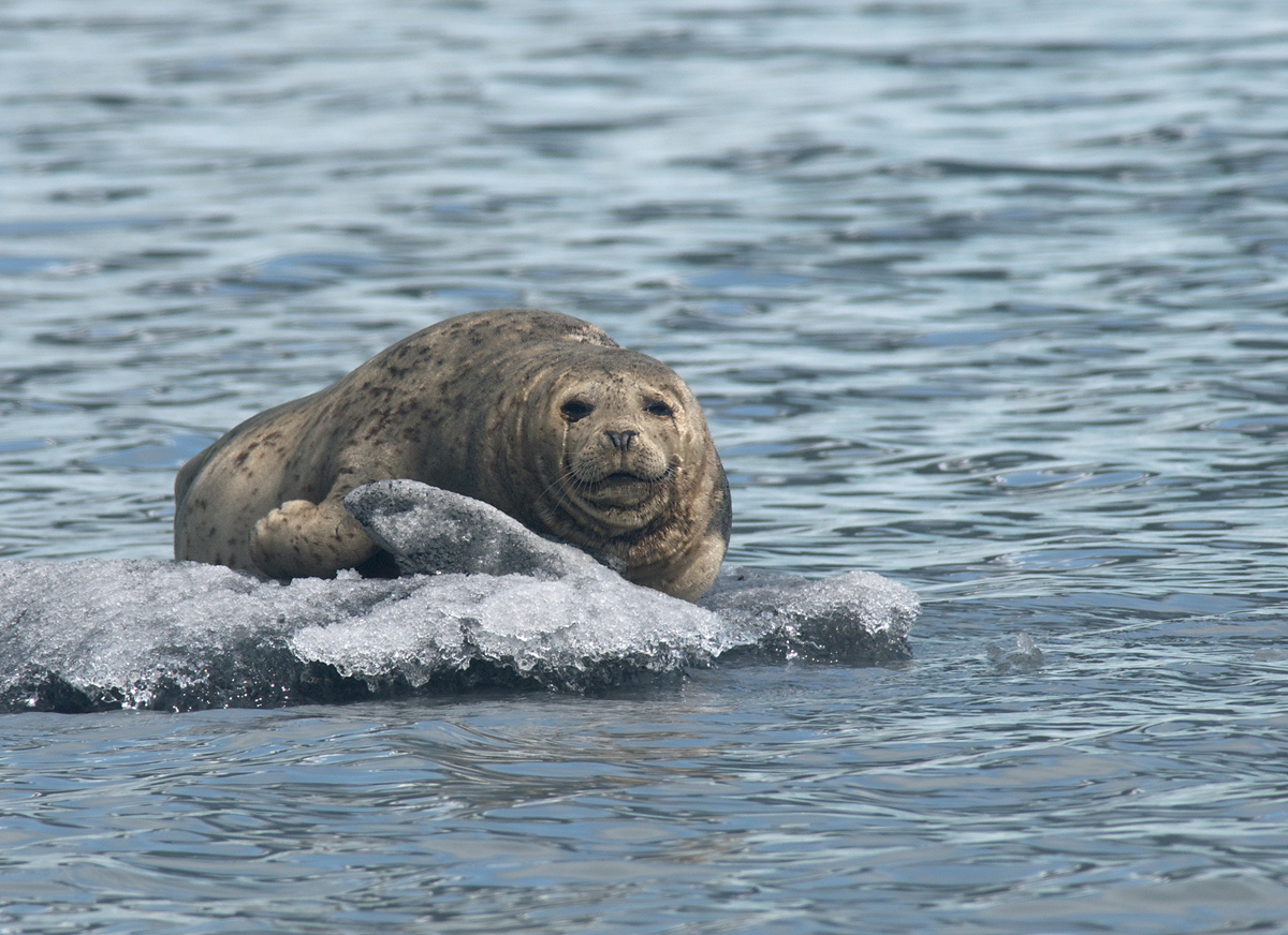 Harbor Seal