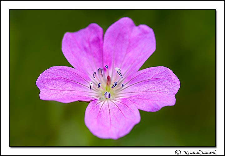 Don's Geranium