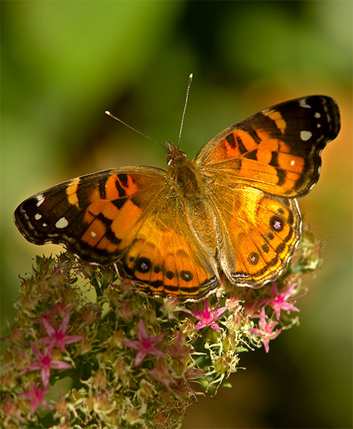 Painted-Lady