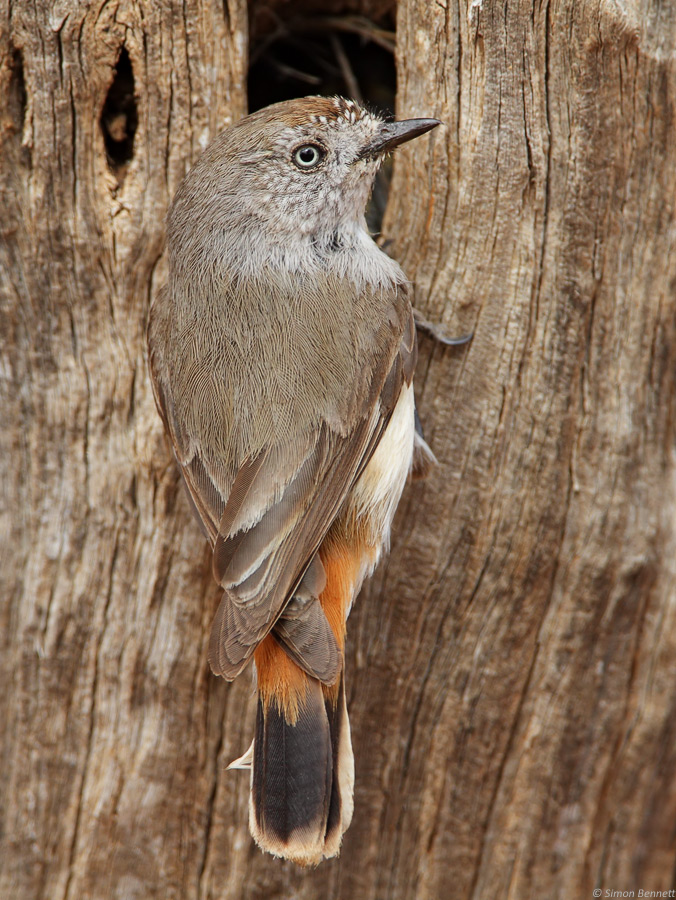 Chestnut-rumped Thornbil