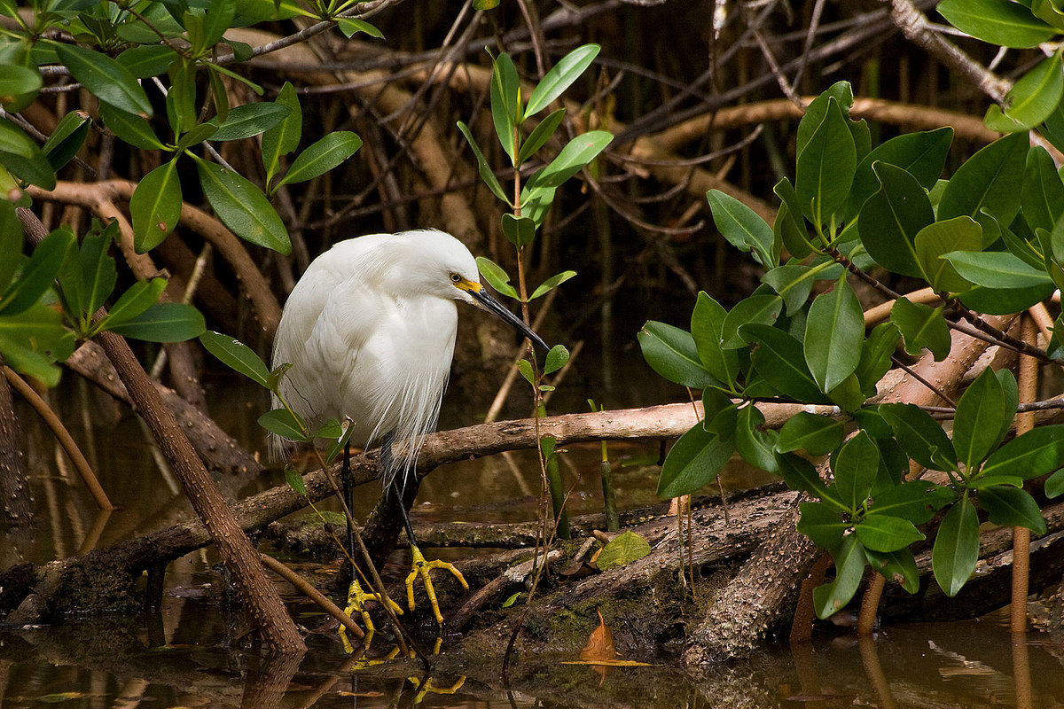 Snowy Egret