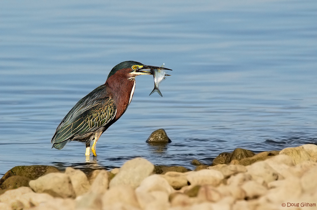 Green Heron w/fish w/repost