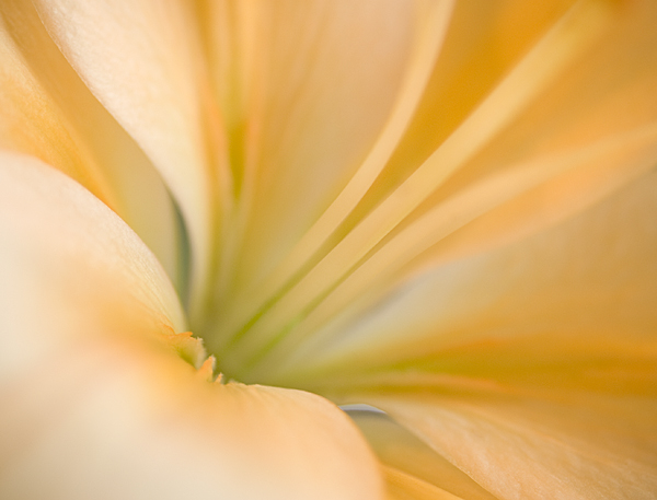 Day Lily Sunrise