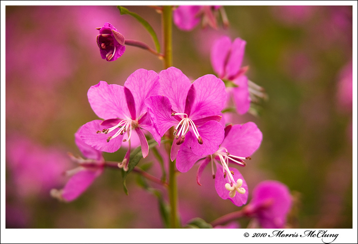 Frisco Fireweed II