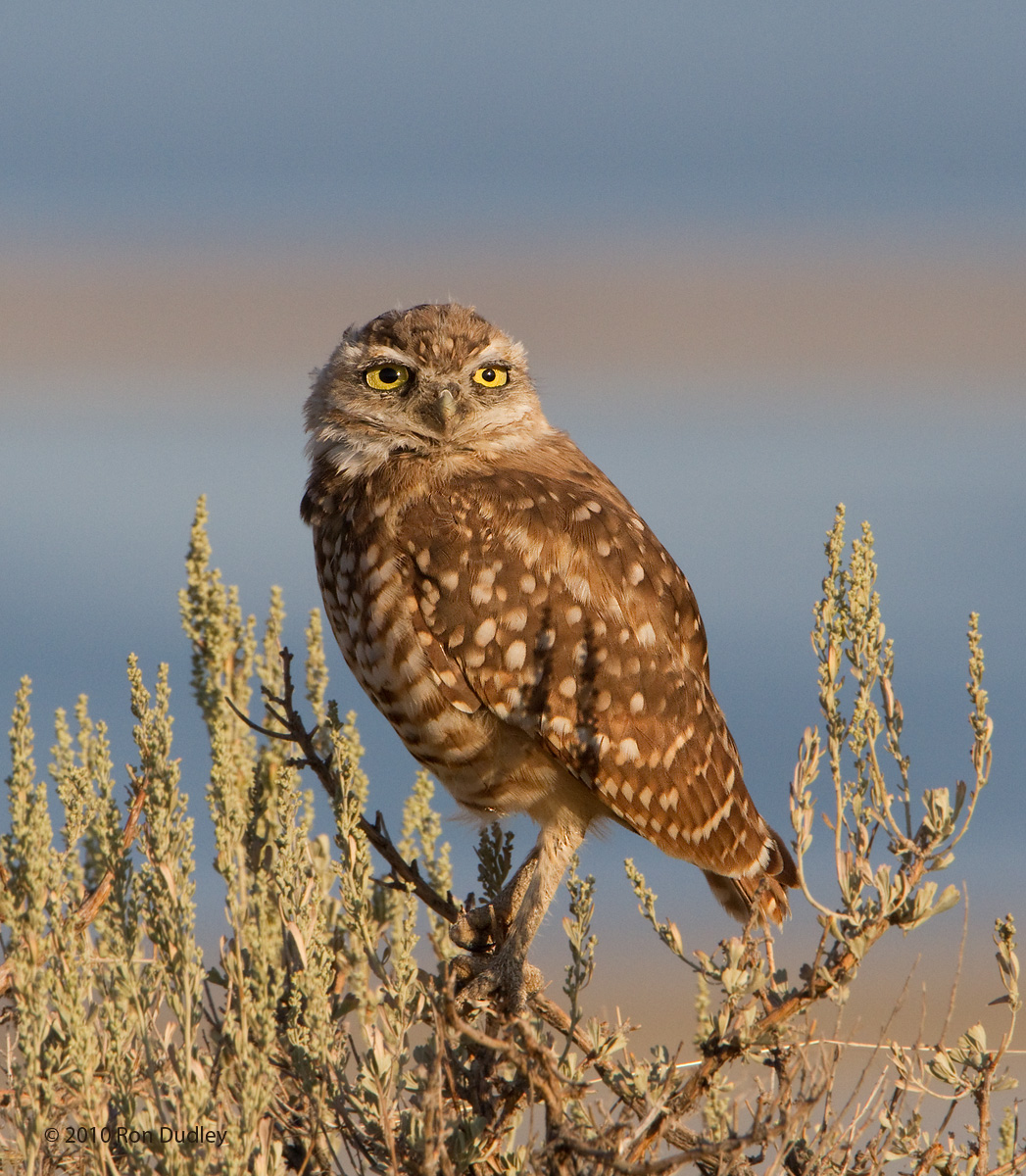 Burrowing Owl