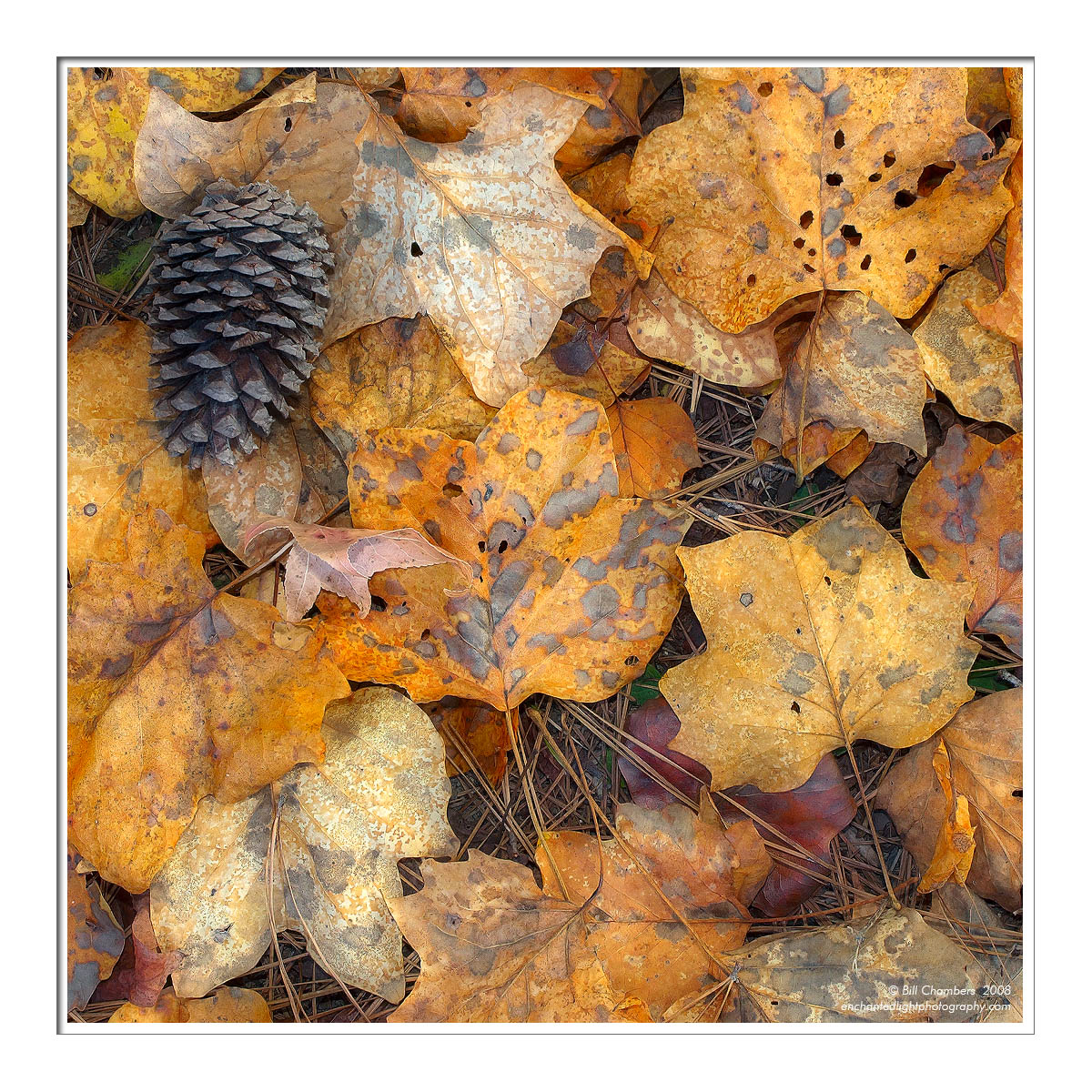 Leafscape-end of autumn